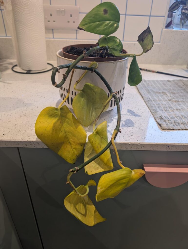 Help for a newbie please 🙏 Help for a newbie please 🙏