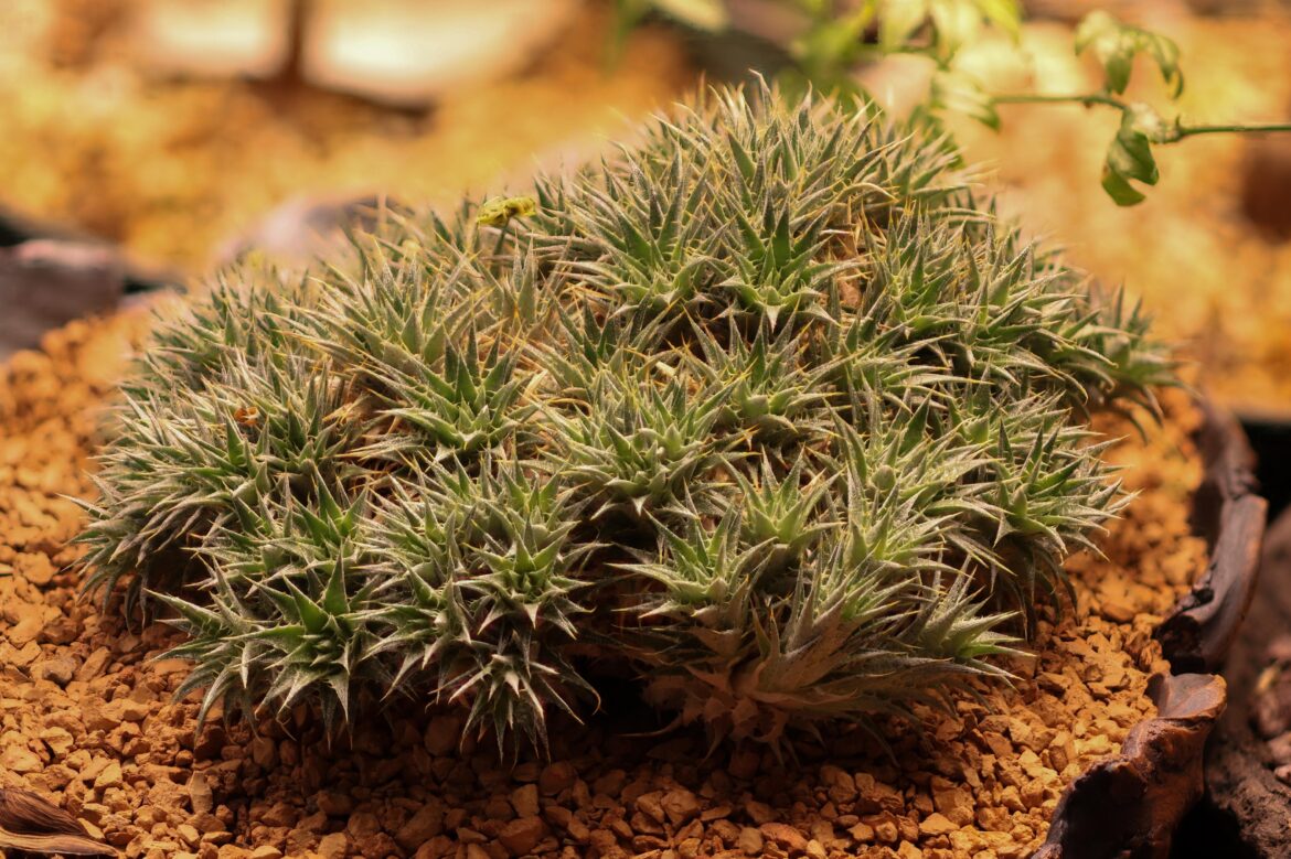 Deuterocohnia brevifolia