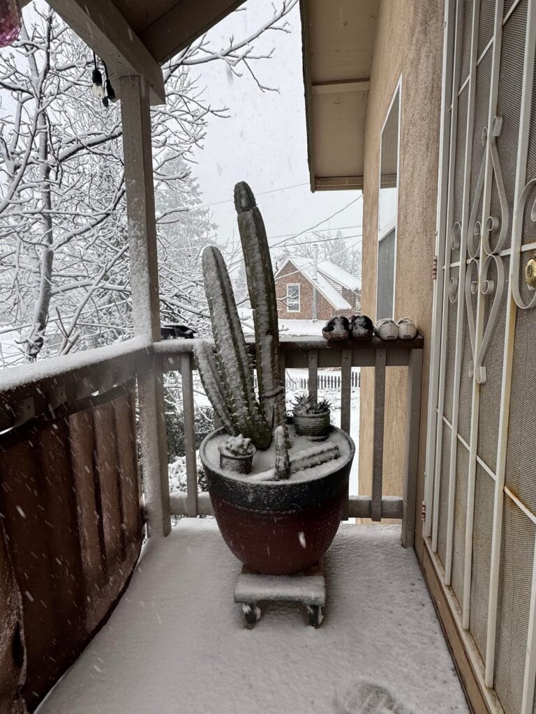 Wish us luck. Let see your snowy cacti pics
