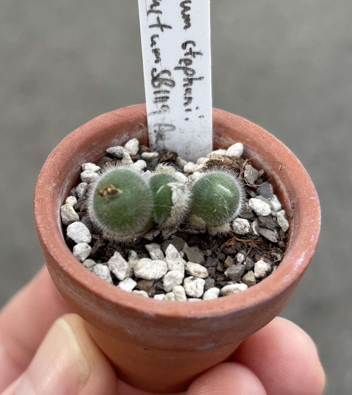 Went to an orchid show, left with a Conophytum stephanii