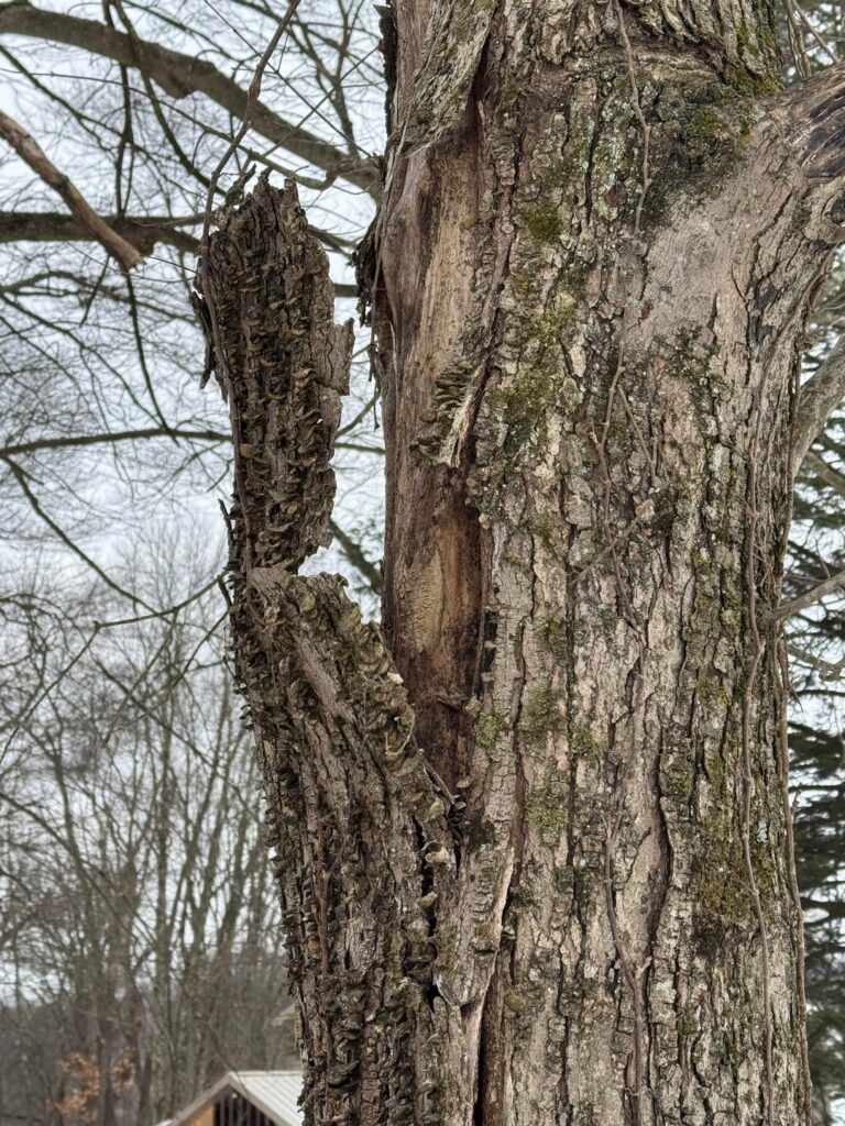 Bark splitting off Silver Maple trunk after deep freeze Bark splitting off Silver Maple trunk after deep freeze