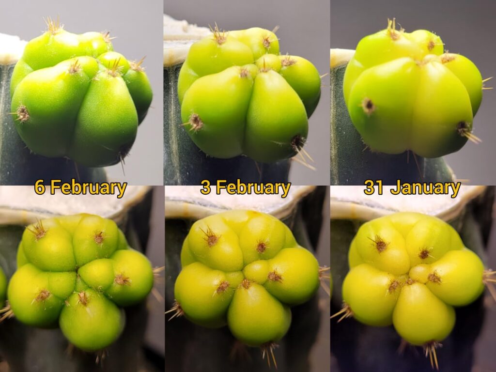 Getting darker and bigger by the day