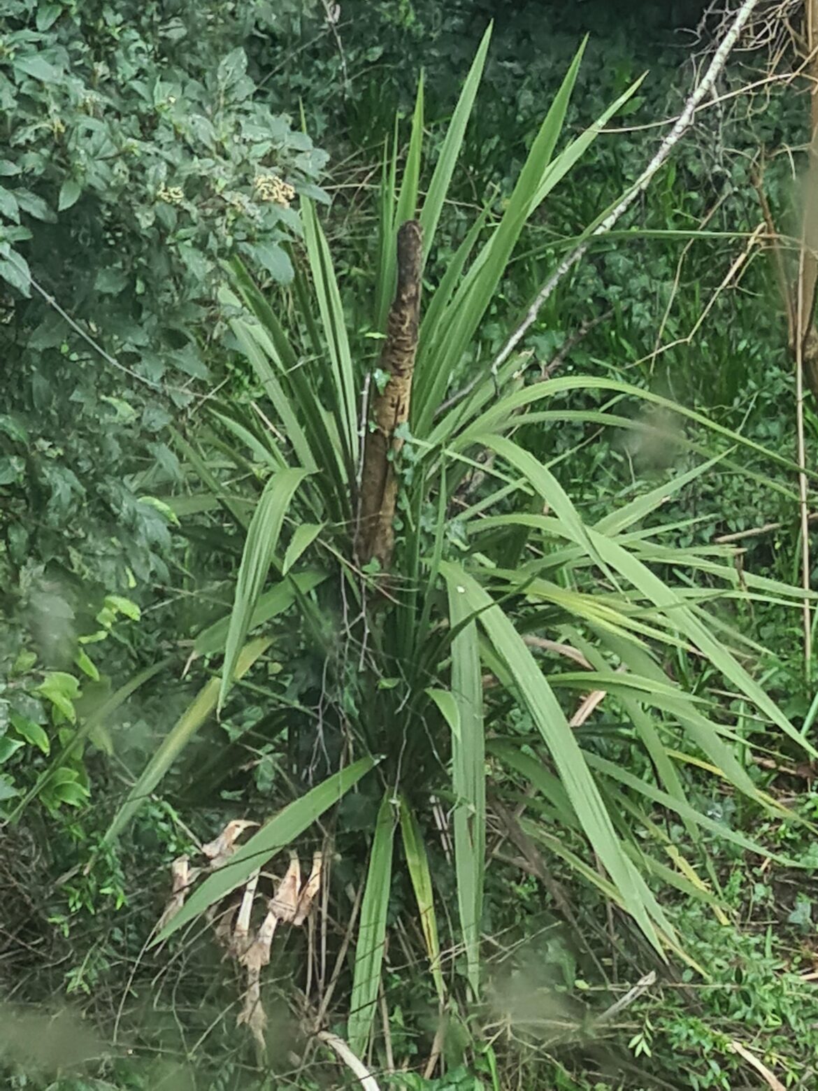 What is this plant and what is the thing coming out of it like that. I want to know how to fix it. UK 🇬🇧