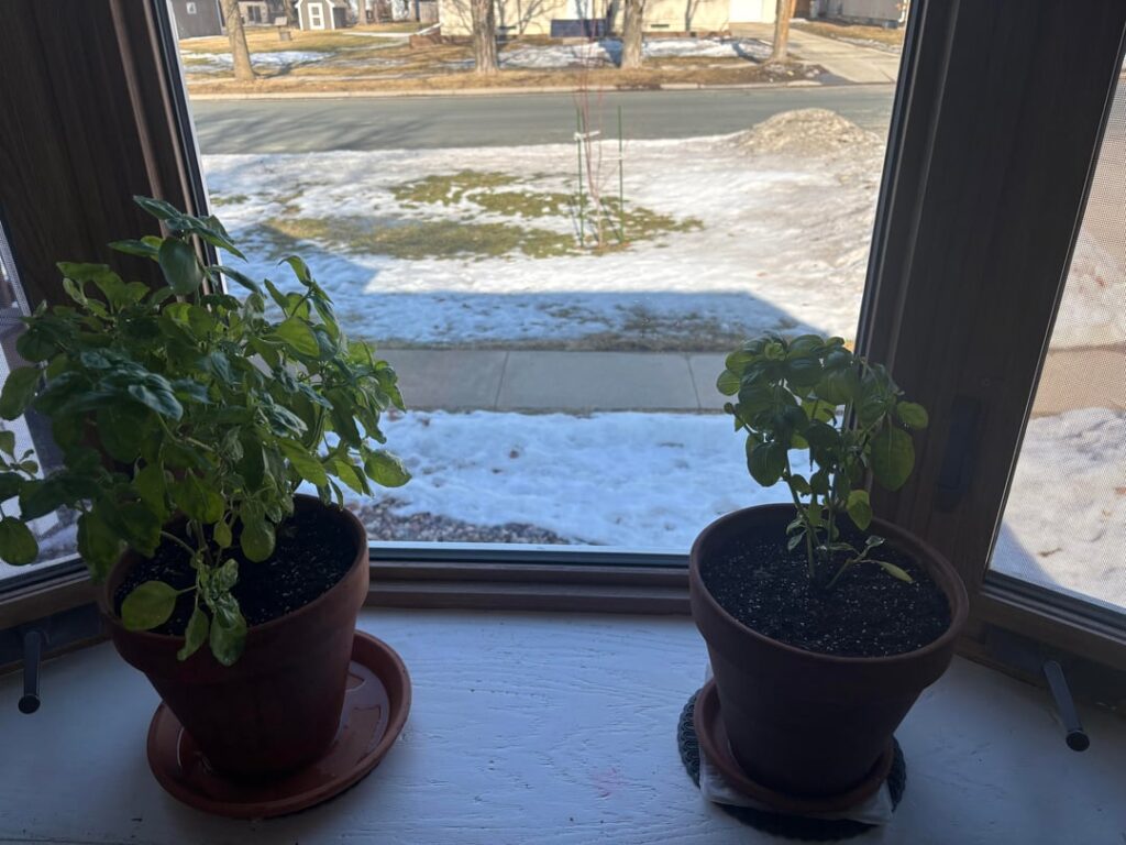Any ideas of why the one basil plant is not getting as big as the other? Any ideas of why the one basil plant is not getting as big as the other?