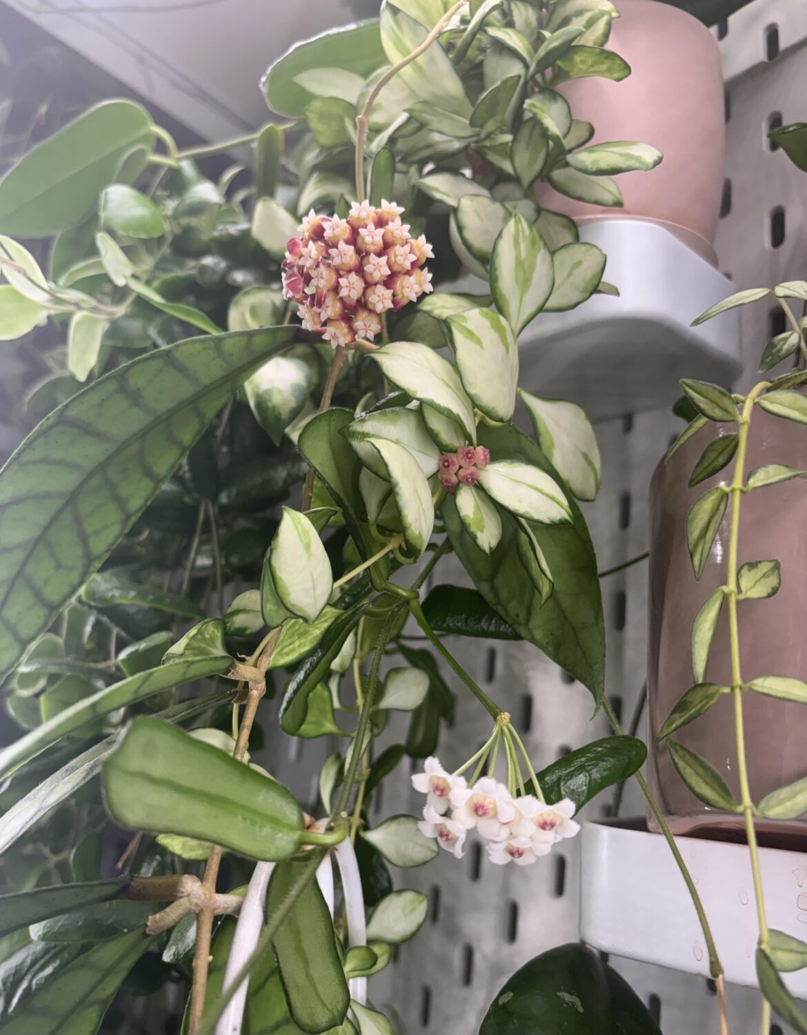 Happy greenhouse moment