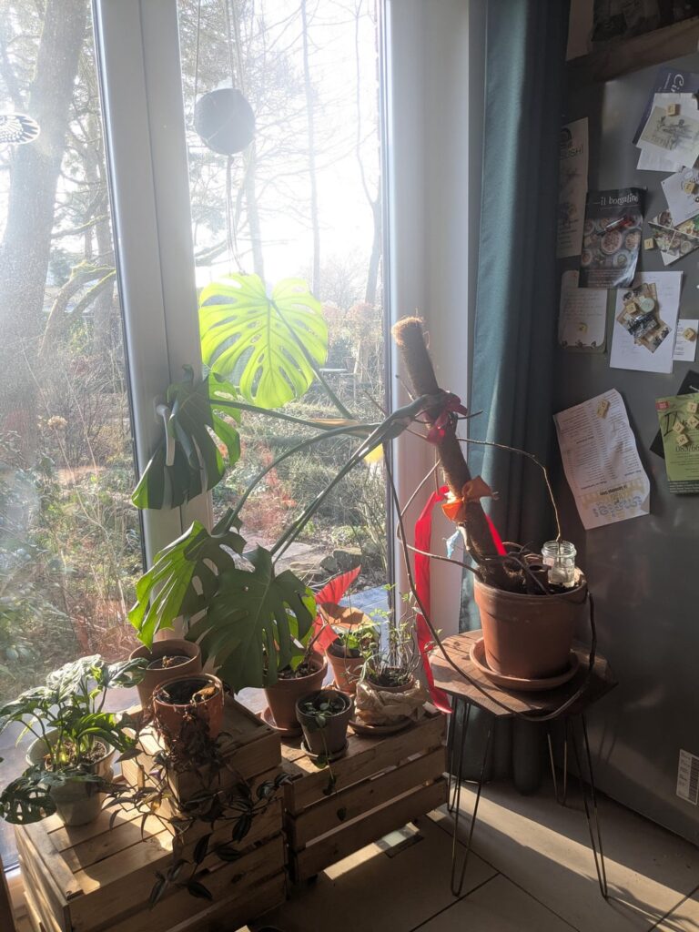 How to repot? How to repot?