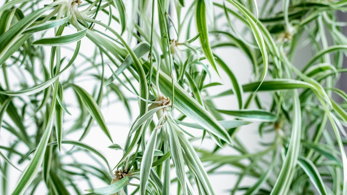 What to Do With a Spider Plant in May: 5 Essential Steps Close-up of baby spider plants hanging down from a mother plant