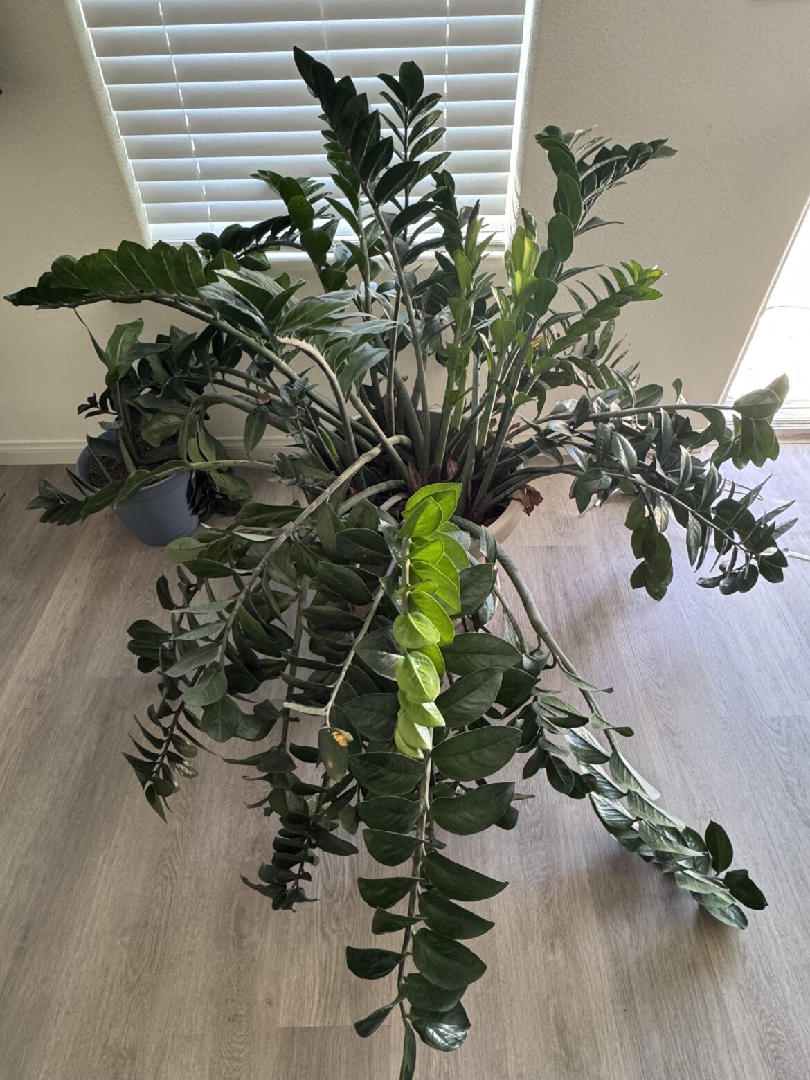 How to Tame? Should I tame?