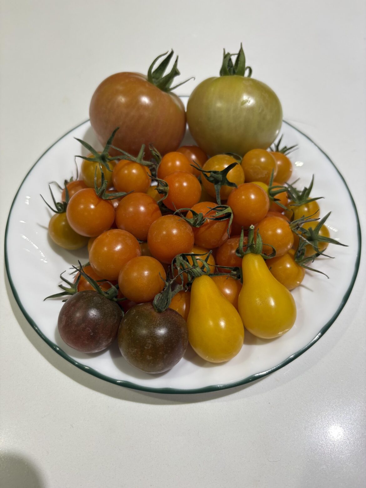 Finally got all my varieties in one pic!