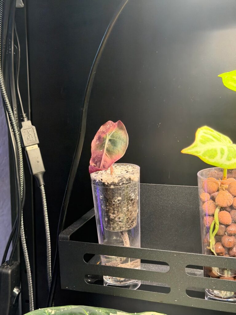 Is this purple variegation ?