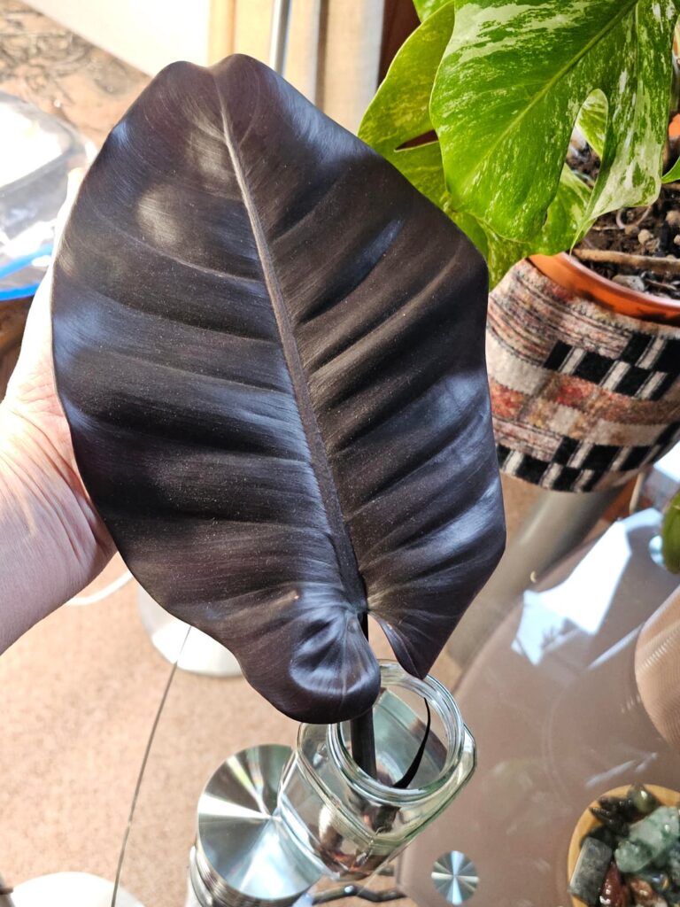 Black cardinal breakthrough. Don't give up on props.