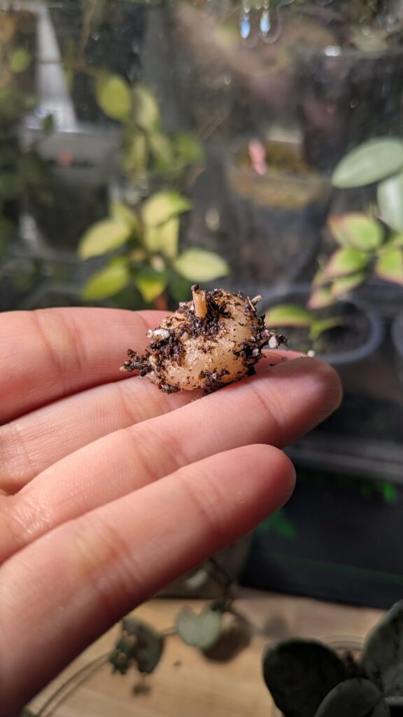 String of Hearts Root Ball String of Hearts Root Ball