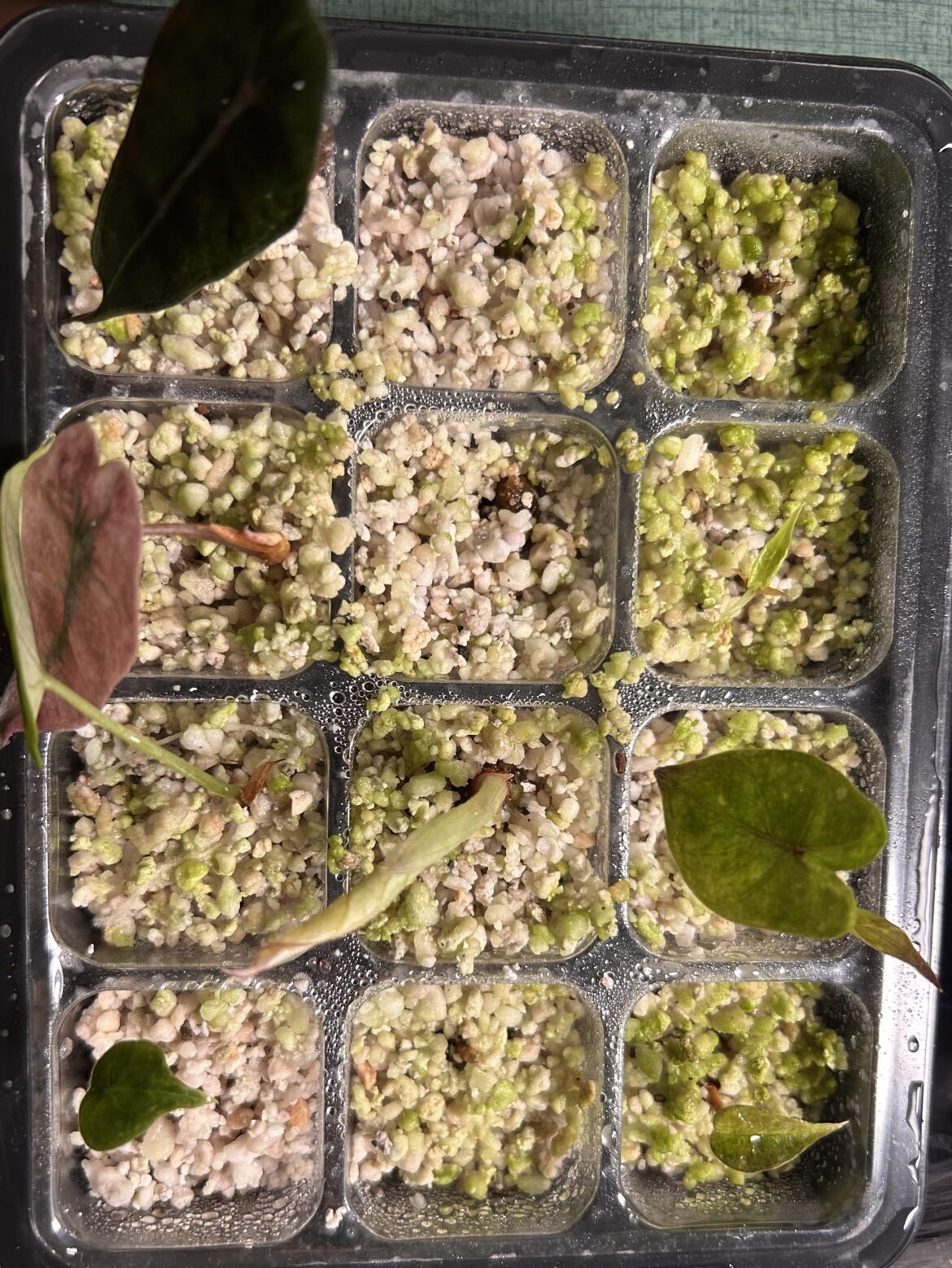 Treating algae with hydrogen peroxide