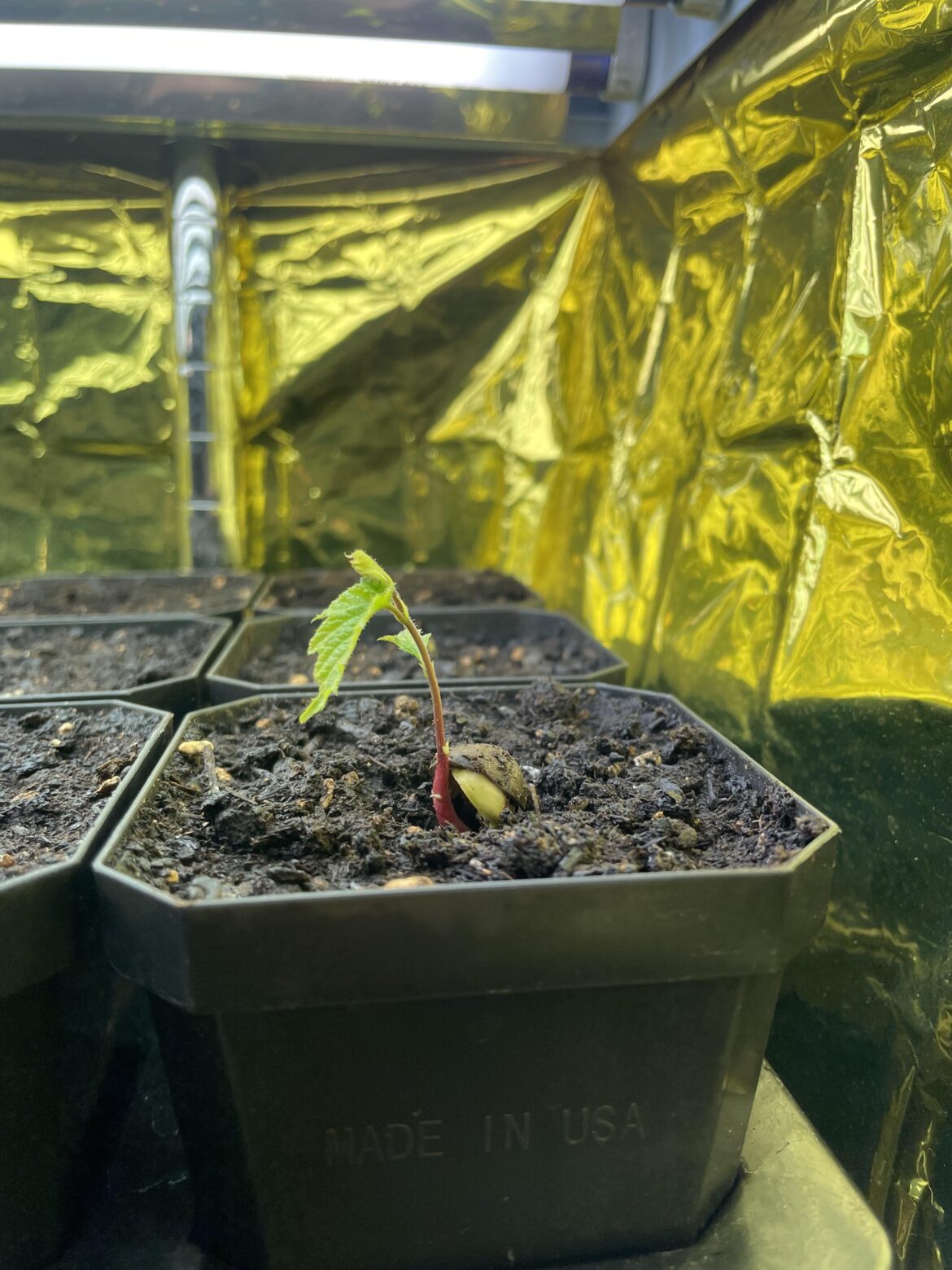 Where to buy American Hazelnut?