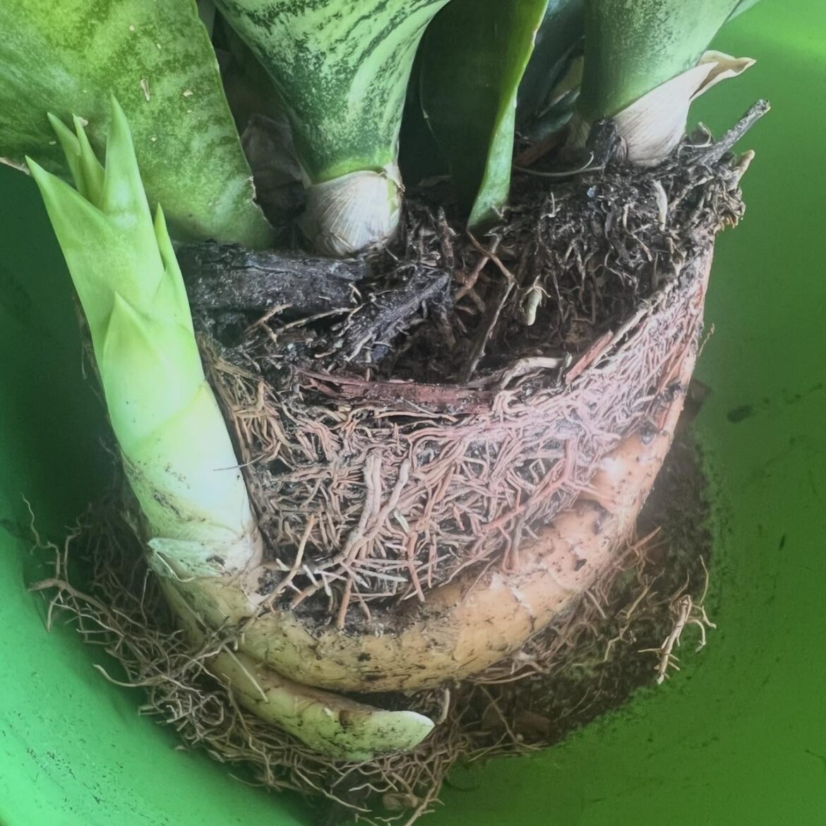 Does this need a smaller pot? I heard snake plants like to be root bound.