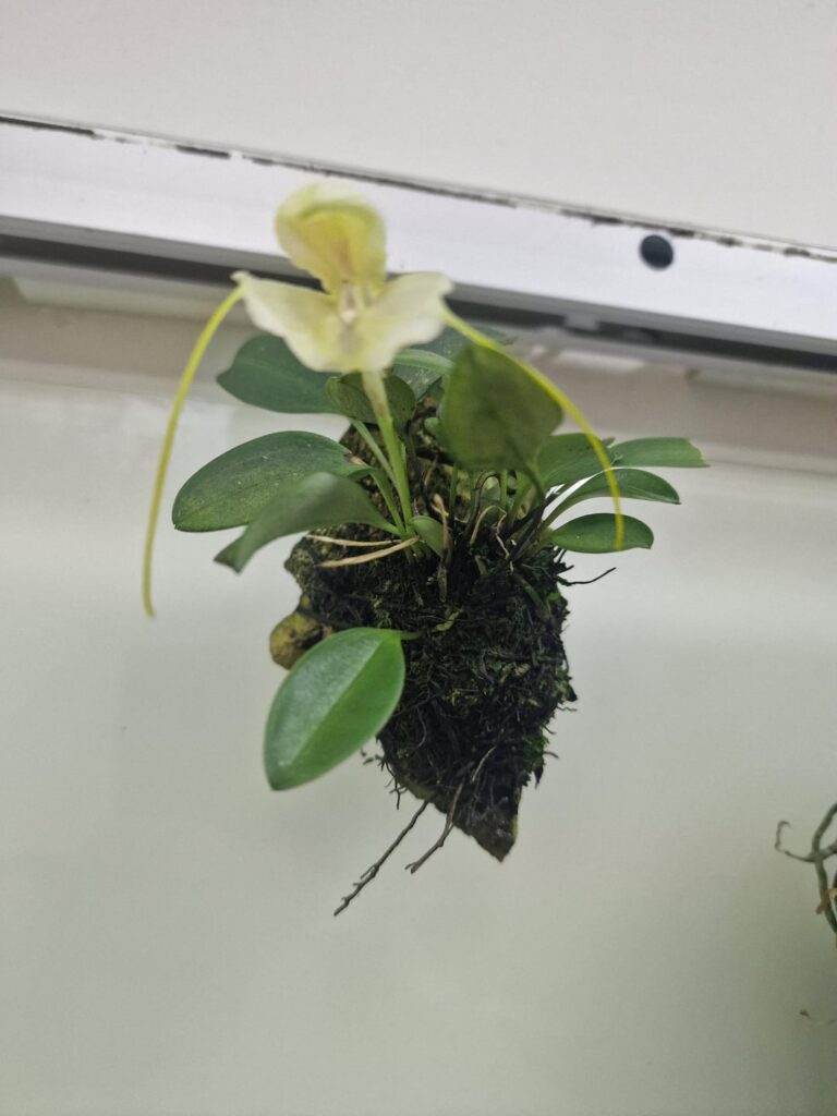 Just got my first 2 mini orchids