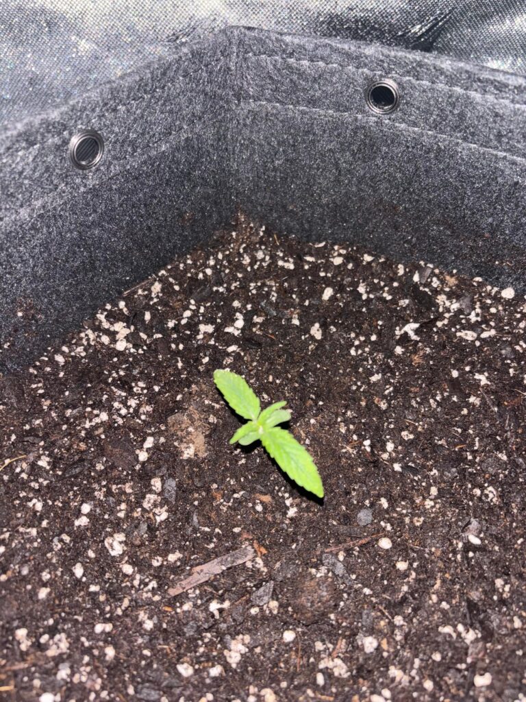 My first grow progression. AC Infinity 2x2x6 kit. Green crack auto. I didn’t get fancy, I just wanted to produce on my first try. Don’t pick it apart, I’m trying to learn. After this run is complete I am moving to a 4x4 custom room and popping 4. Looking for tips from looking back at attempt 1.