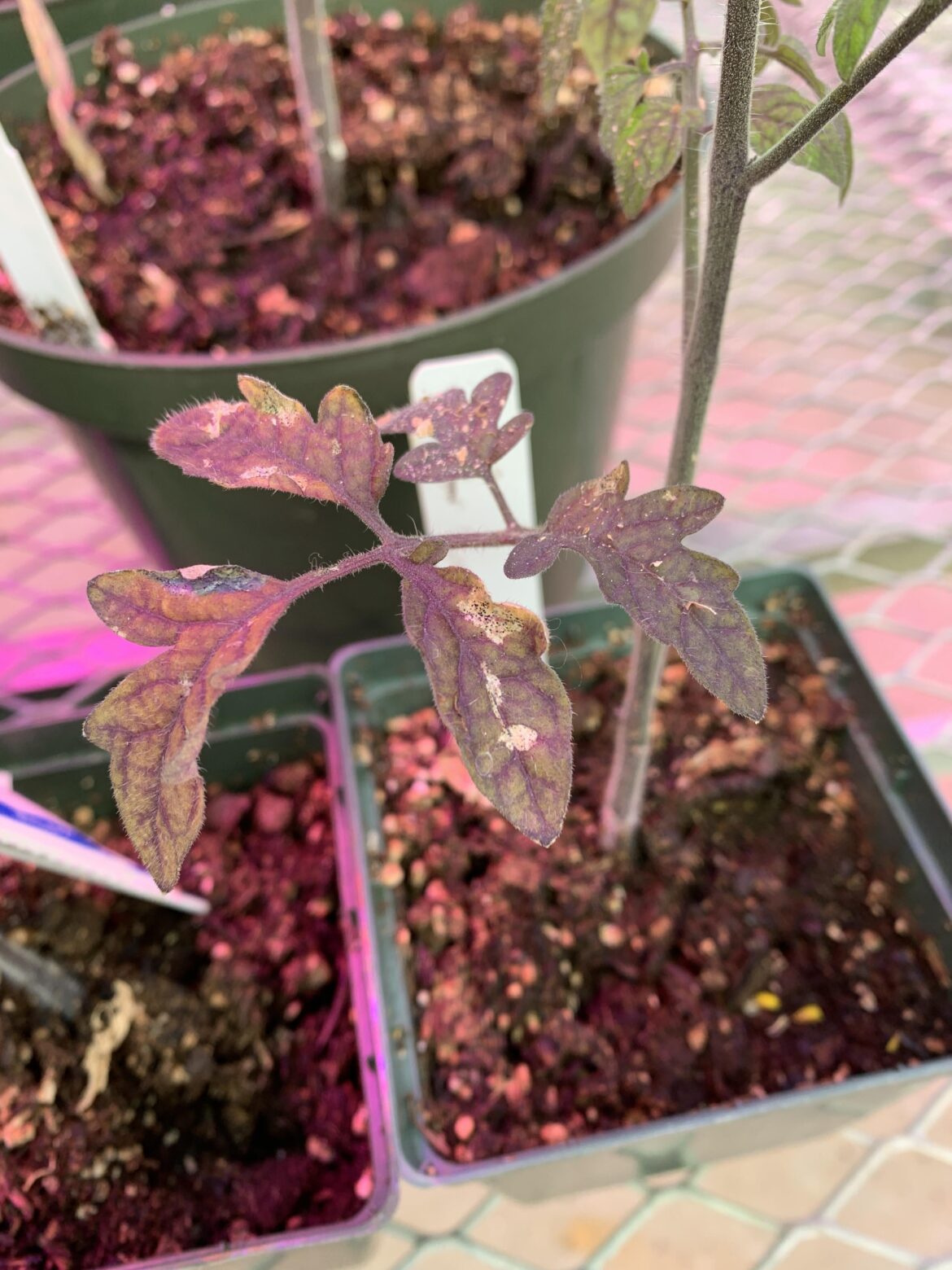 Currently battling a thrips infestation in my greenhouse. Would it be advisable to transplant my tomatoes into a communal garden once it warms up, or should I just start more from seed in another location? Currently battling a thrips infestation in my greenhouse. Would it be advisable to transplant my tomatoes into a communal garden once it warms up, or should I just start more from seed in another location?