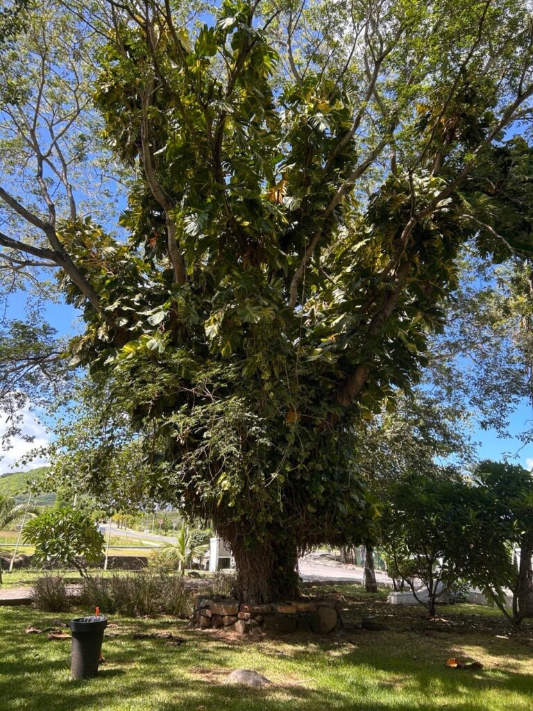 What is the plant that is growing on this tree?