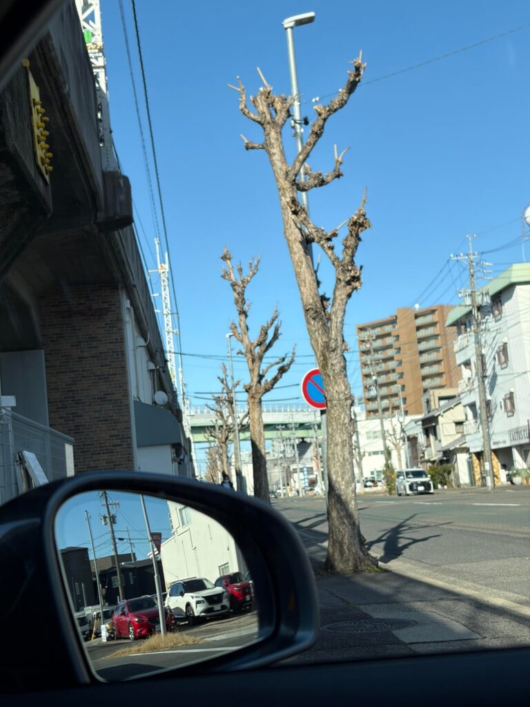 Pruning public trees in Japan. Why so aggressive? Pruning public trees in Japan. Why so aggressive?