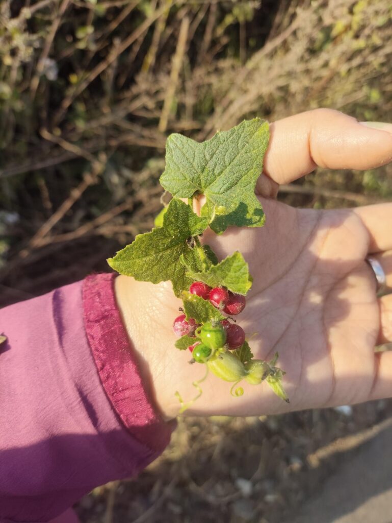 r/whatsthisplant confused