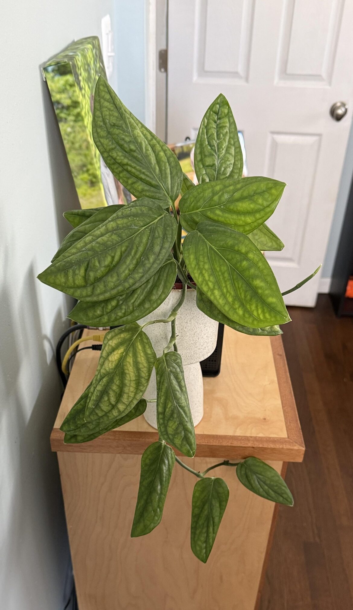 Looking for help with this poor plant