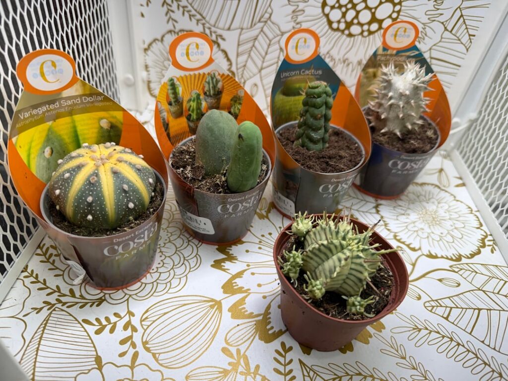 Big box finds this season