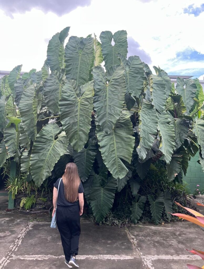 Help ID Philodendron