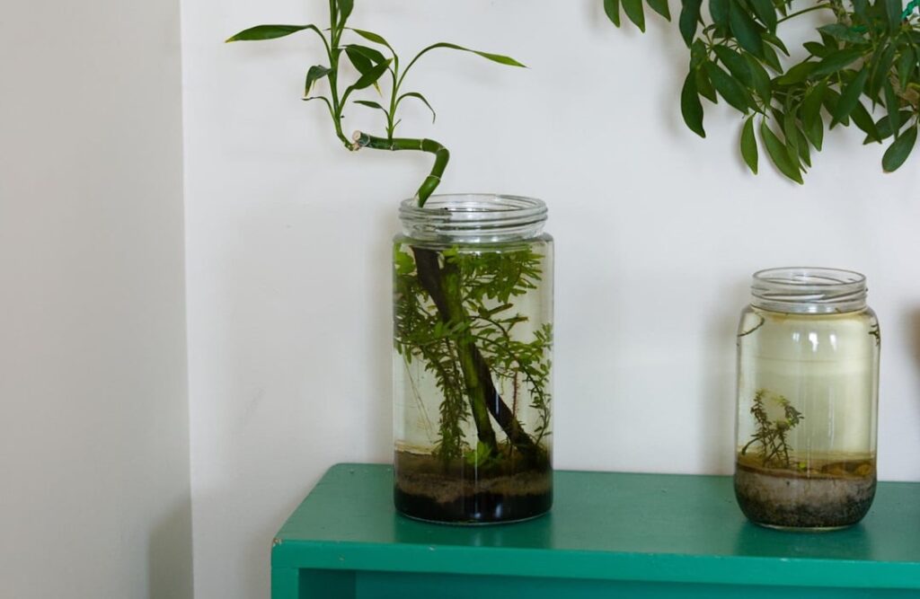 My other 1.5 litre jar