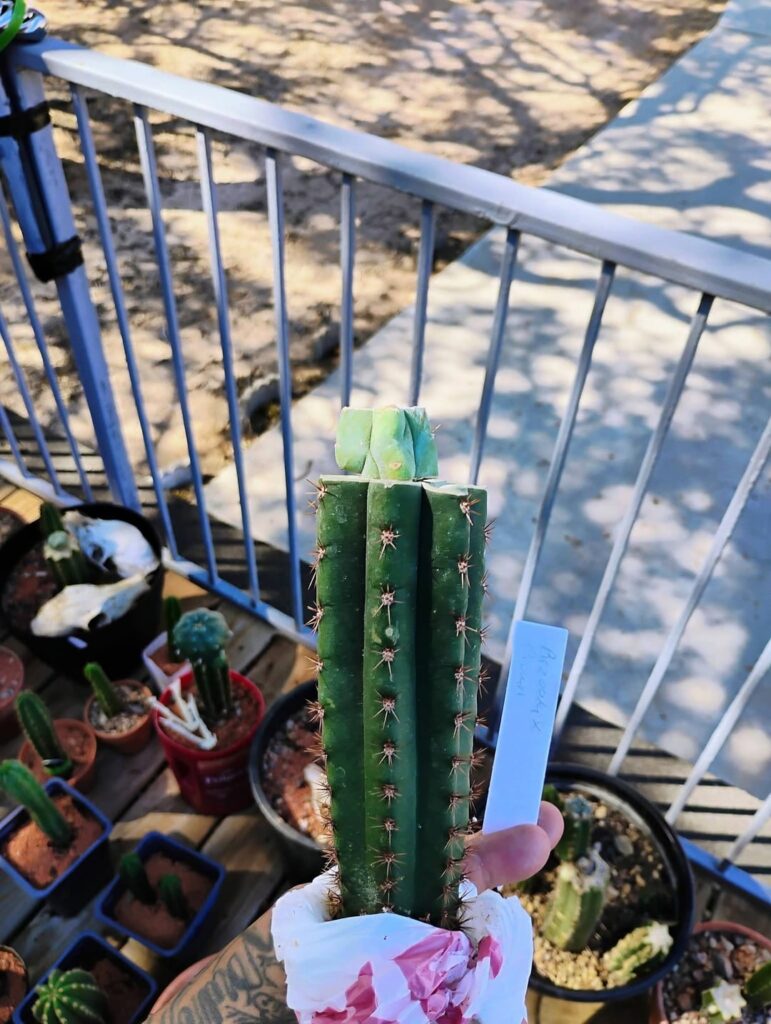 Beautiful graft from a friend