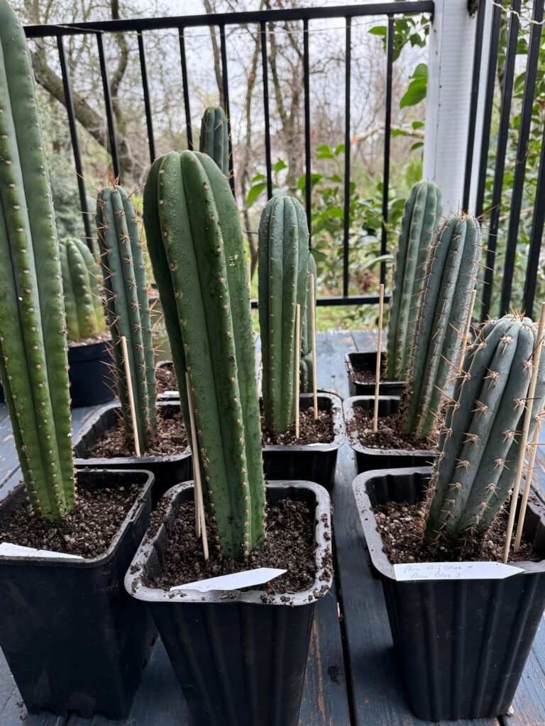 Big shout out to RMF cactus and The Succulent Source!