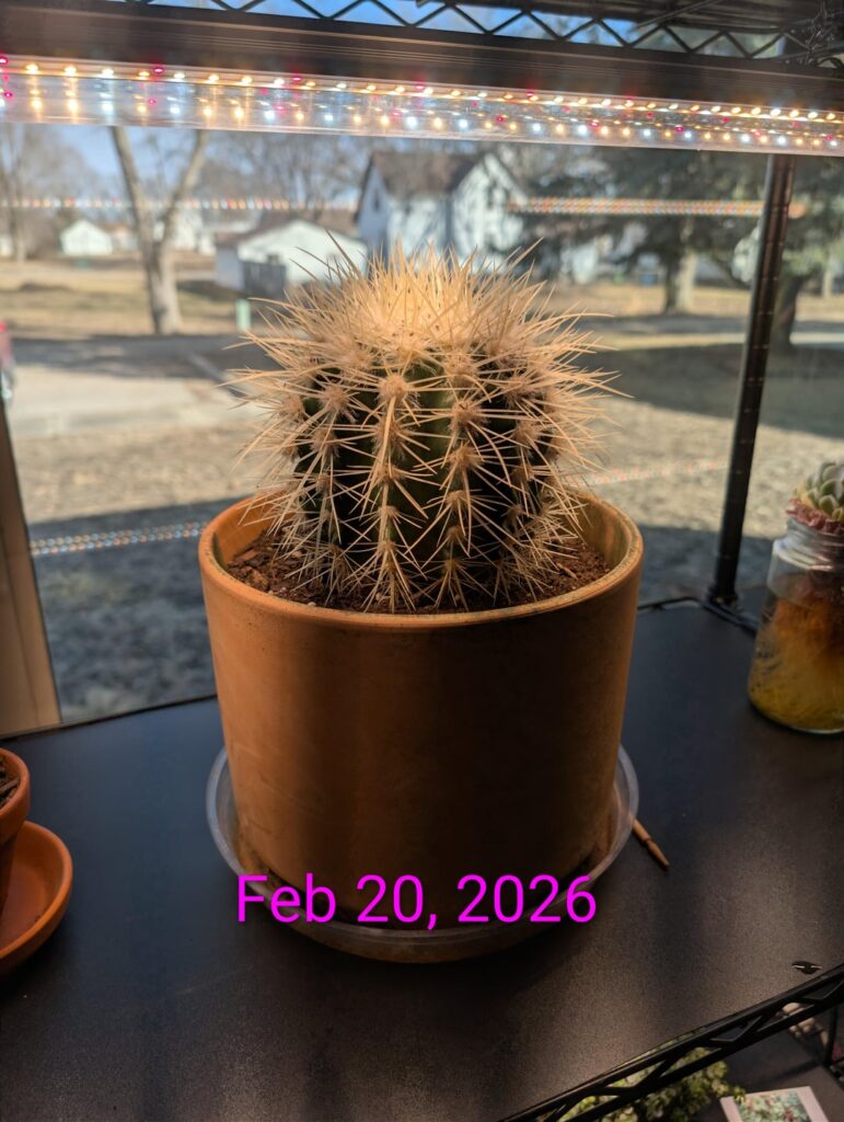 A little progress of my white barrel cactus since I got it 4 years ago.