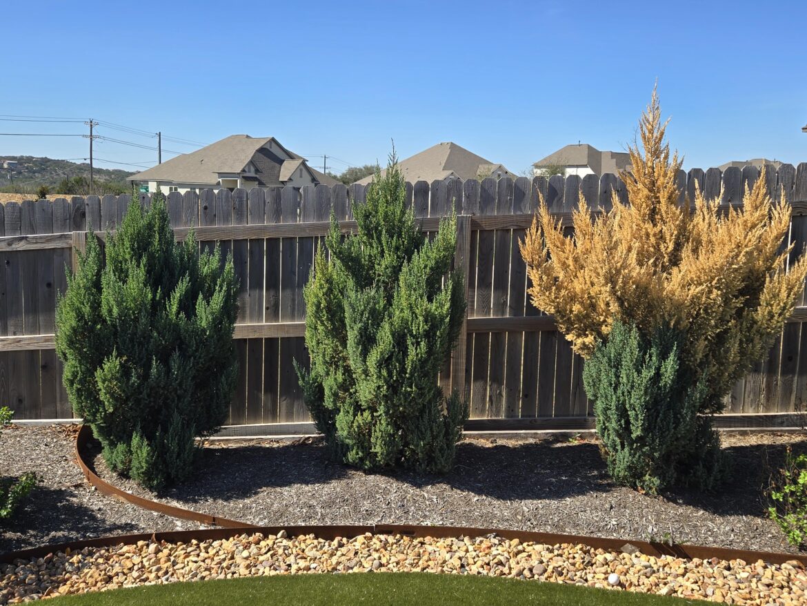 Evergreen browning on top