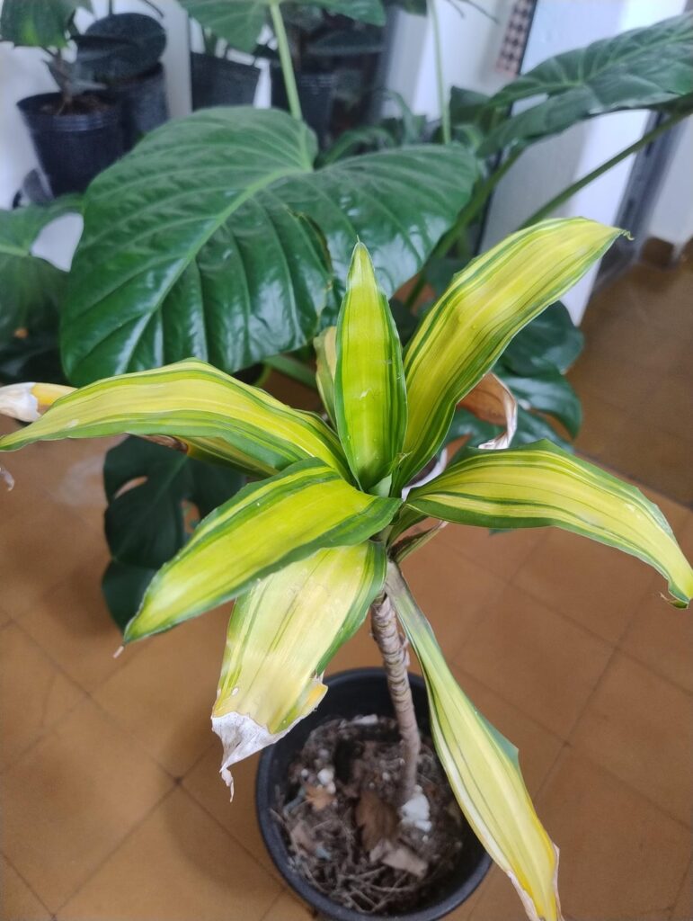 Help with Dracena Fragans Help with Dracena Fragans