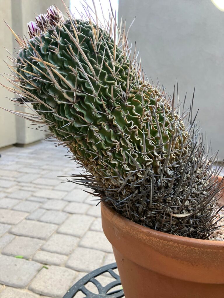 Echinofossulocactus longispinus