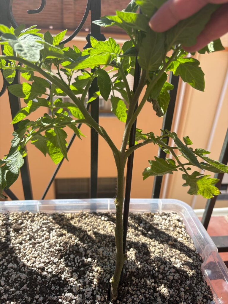 Pruning tomato