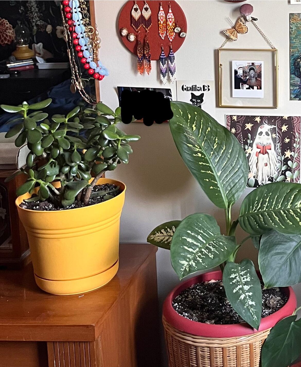 Anyone know why jade plants rot for no reason??