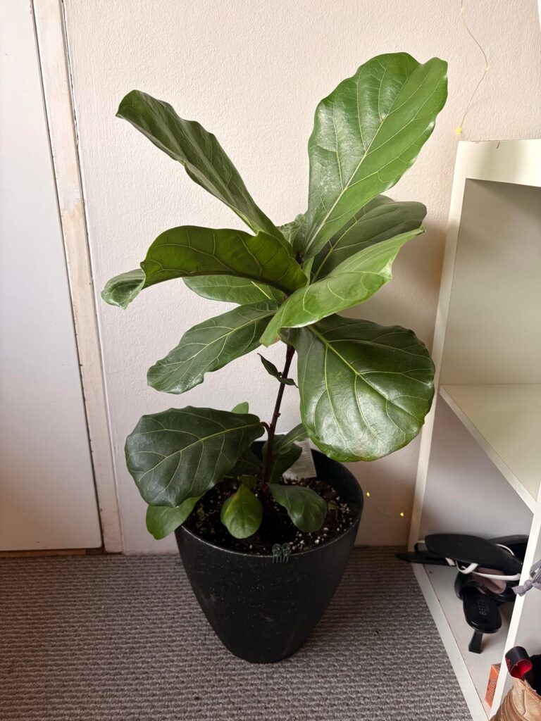 help catching this early