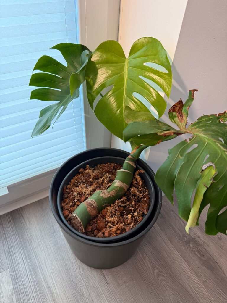 Advise for long Cutting needed Advise for long Cutting needed