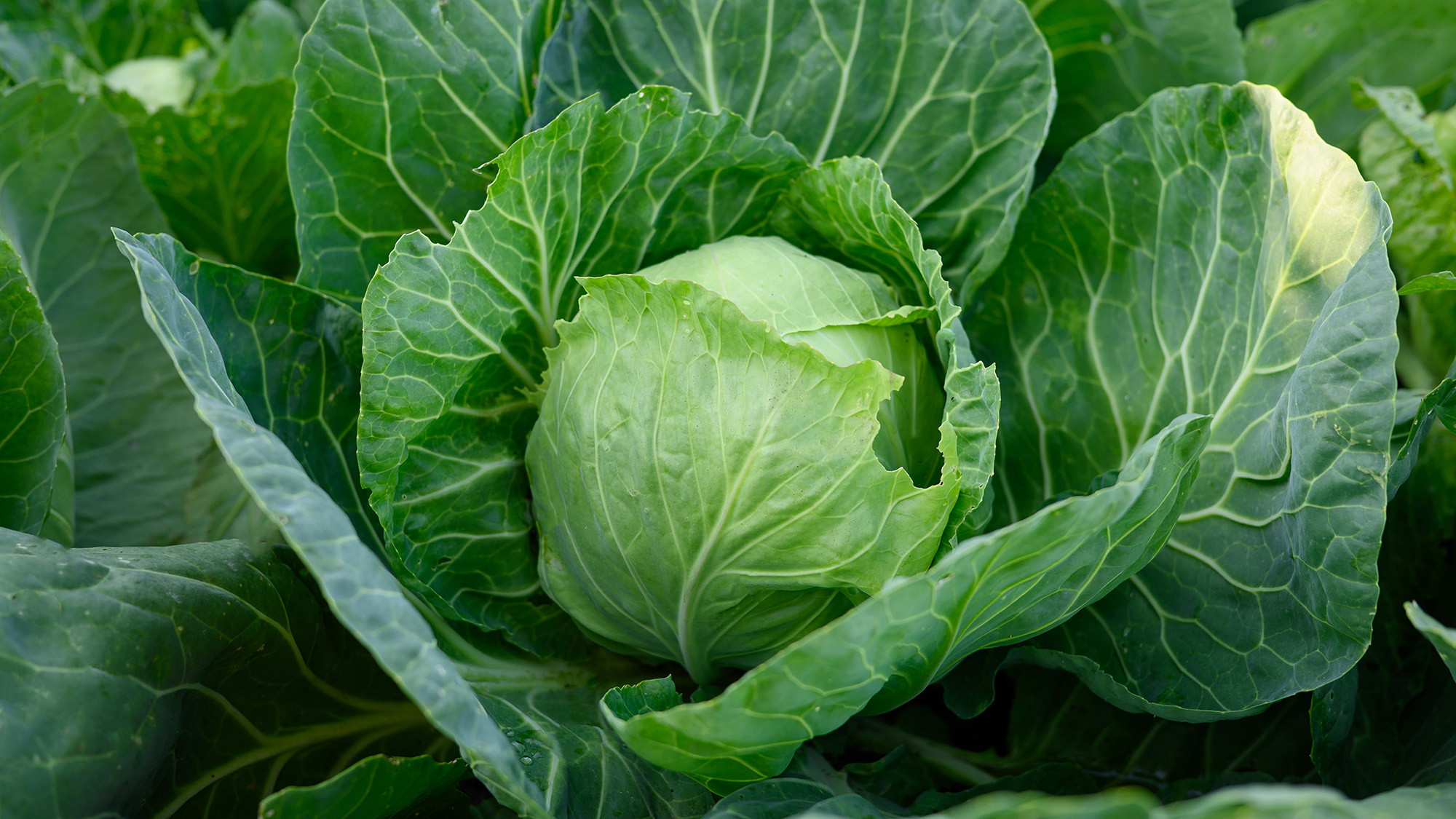 Cabbage
