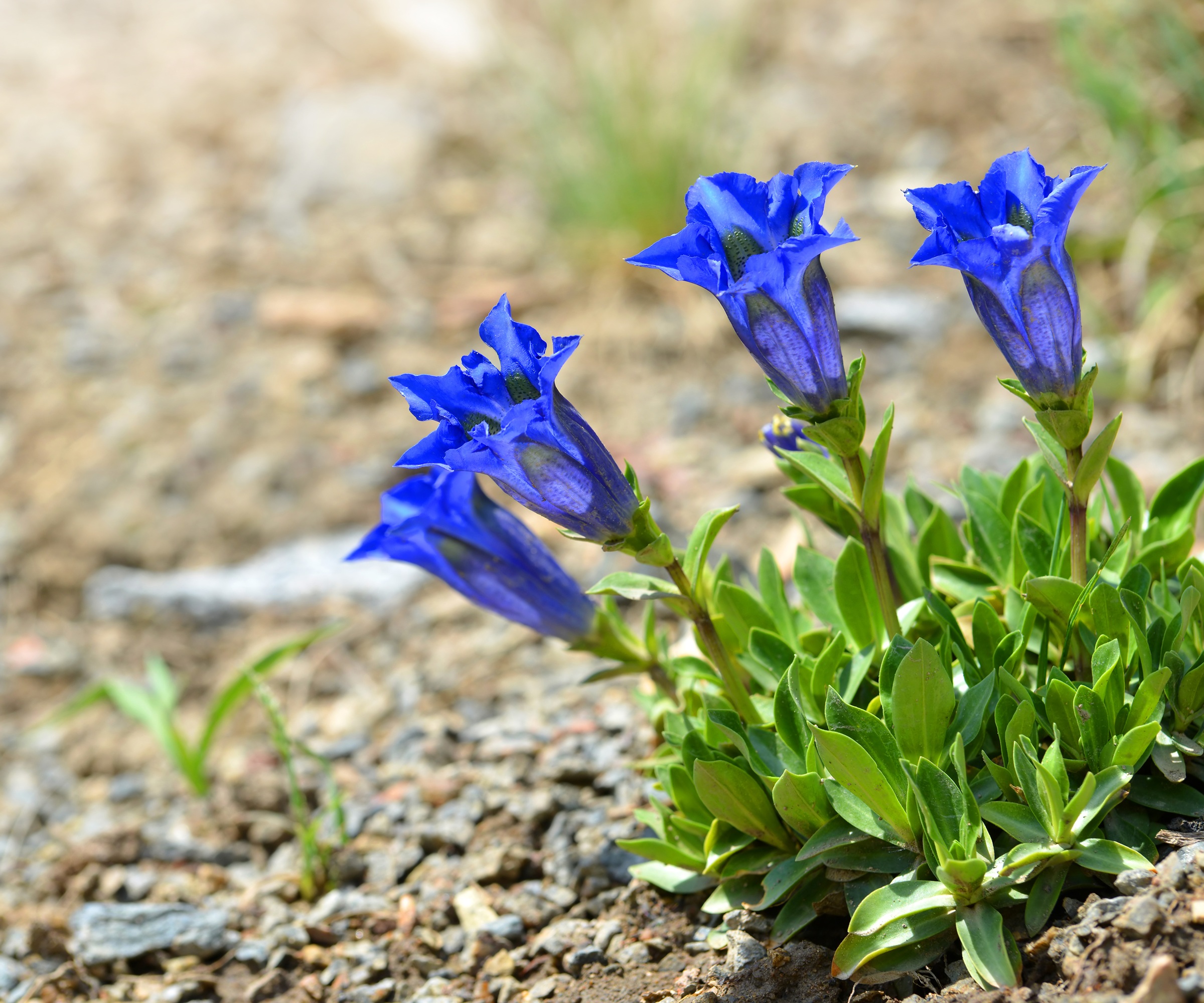 Stemless gentian, Gentiana acaulis