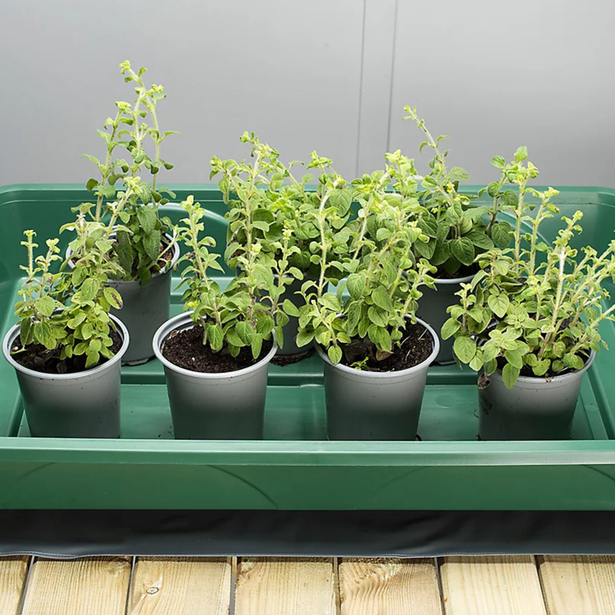 seedling heat mat B&amp;Q