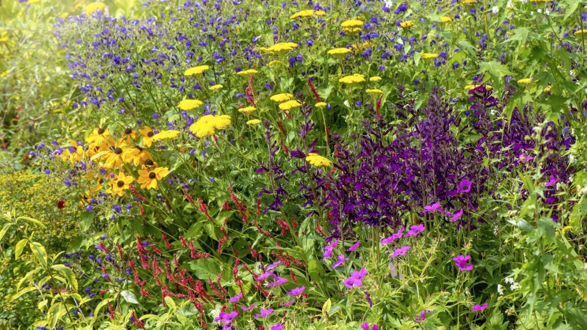 7 Perennials to Cut Back in February for Healthy Spring Growth A flower border full of blooms in summer