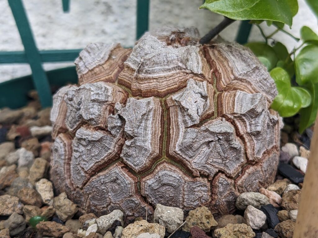 My Dioscorea elephantipes trio