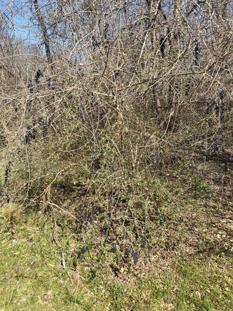 my son just ate 6 berries - should I take him to the hospital???! HELP!!