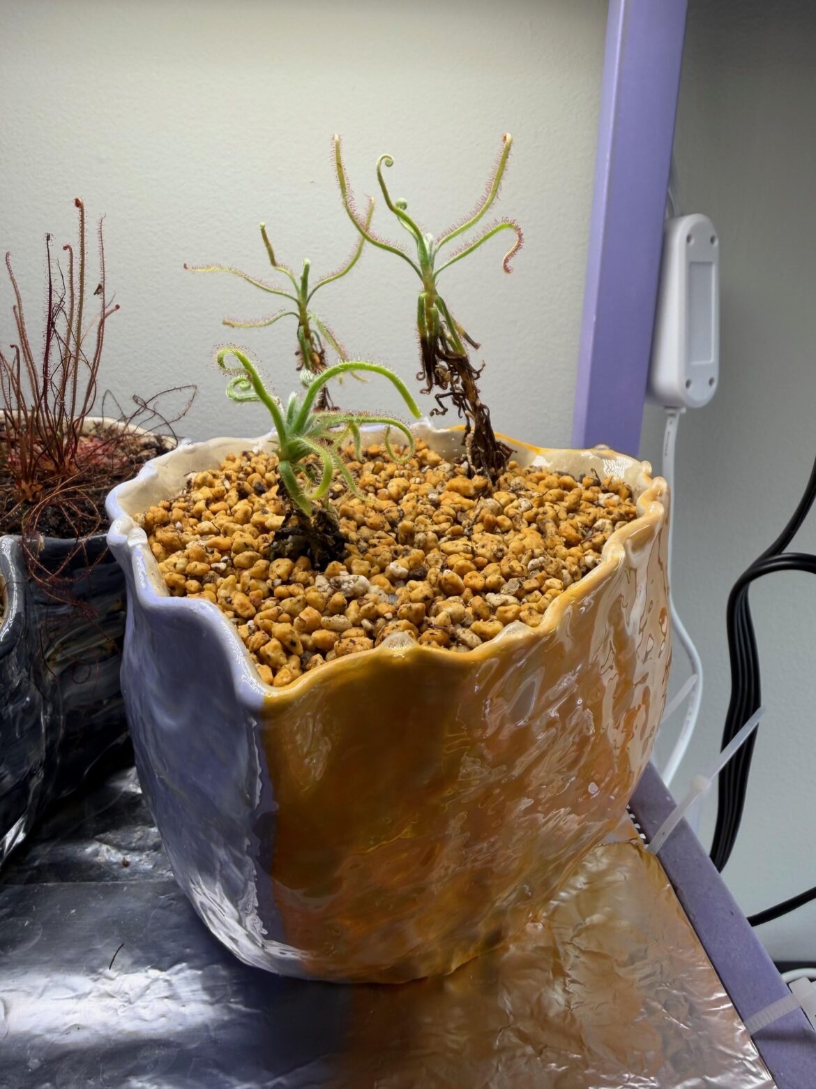 Just finished putting together this drosera magnifica community pot!