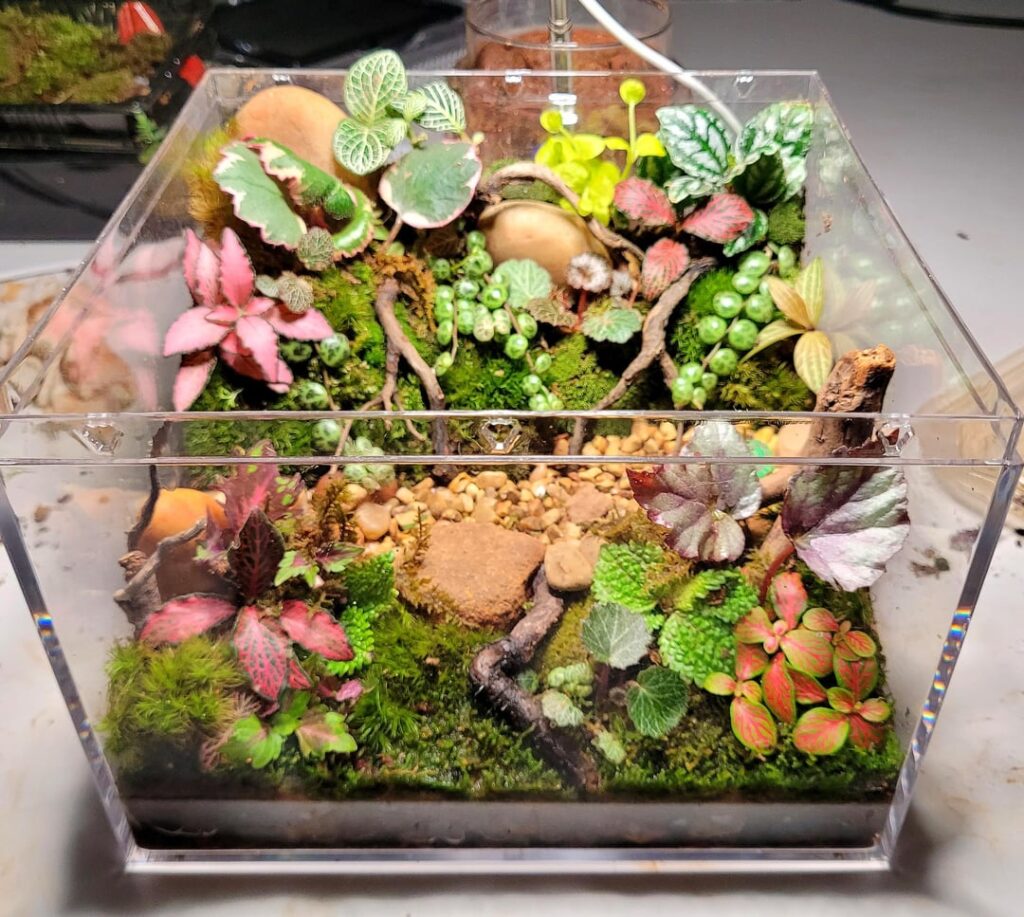 I read all your suggestions on how to finish my cutting terrarium and here is the final result!