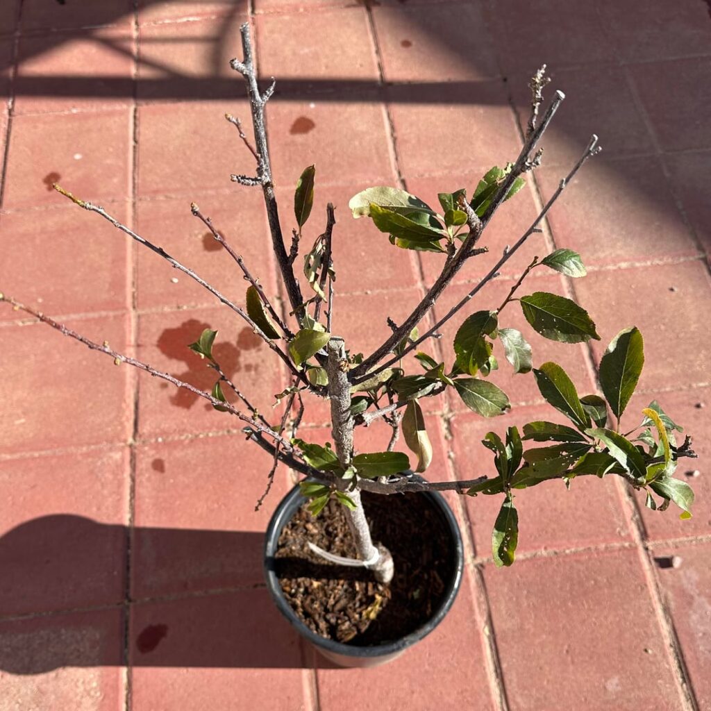 Santa Rosa plum has disease? Not sure what to do