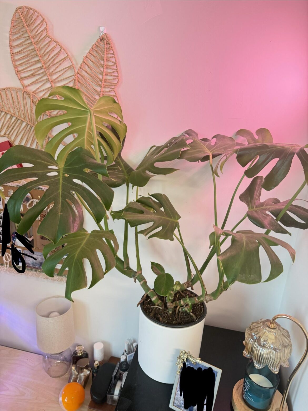 Monstera Light