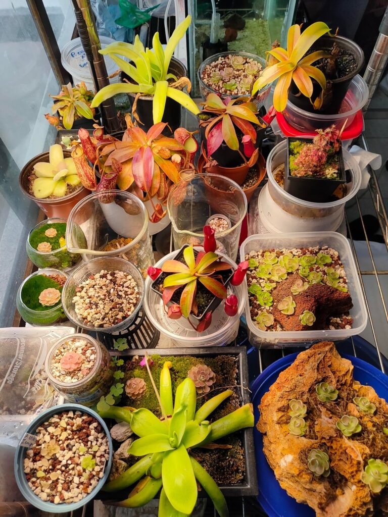 Some of my best shoots of my humble carnivorous plants collection